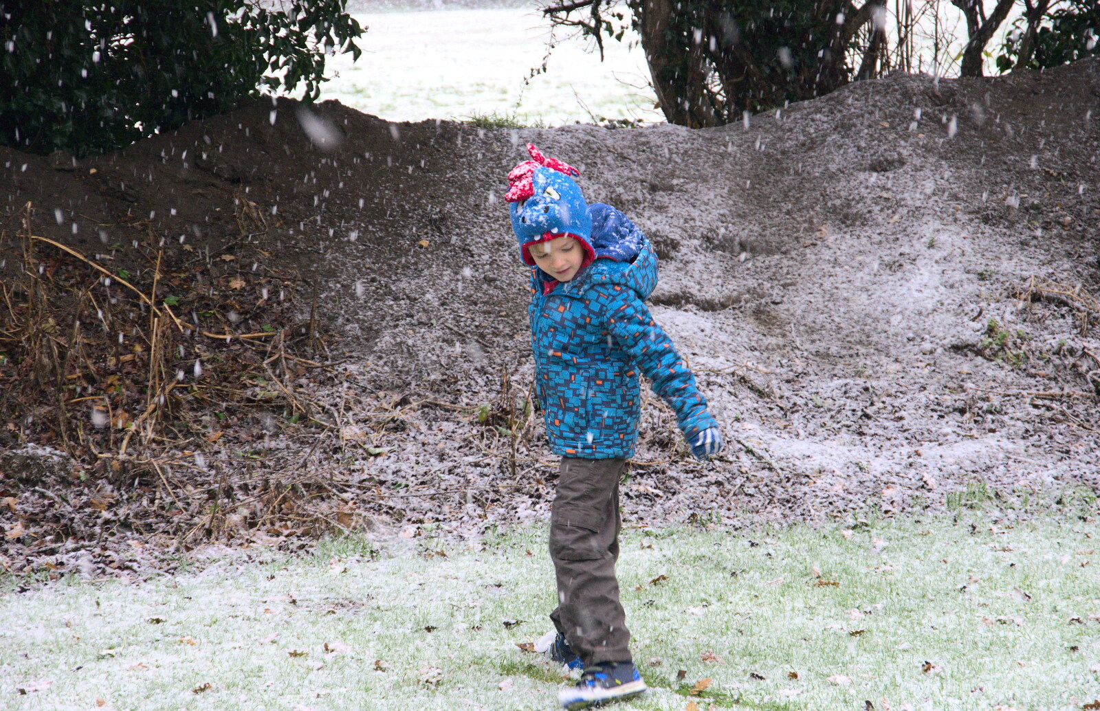 Harry looks around in the snow from An Early Snow Day and the Christmas Tree, Brome, Suffolk - 10th December 2017