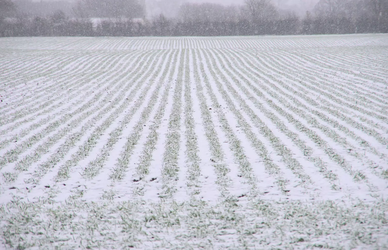 A field of winter wheat, from An Early Snow Day and the Christmas Tree, Brome, Suffolk - 10th December 2017