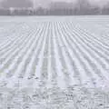 A field of winter wheat, An Early Snow Day and the Christmas Tree, Brome, Suffolk - 10th December 2017