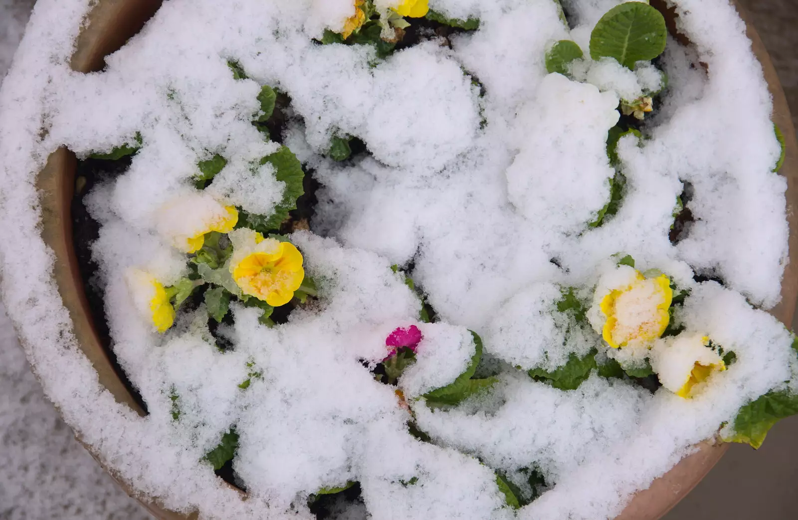 Primula in the snow, from An Early Snow Day and the Christmas Tree, Brome, Suffolk - 10th December 2017