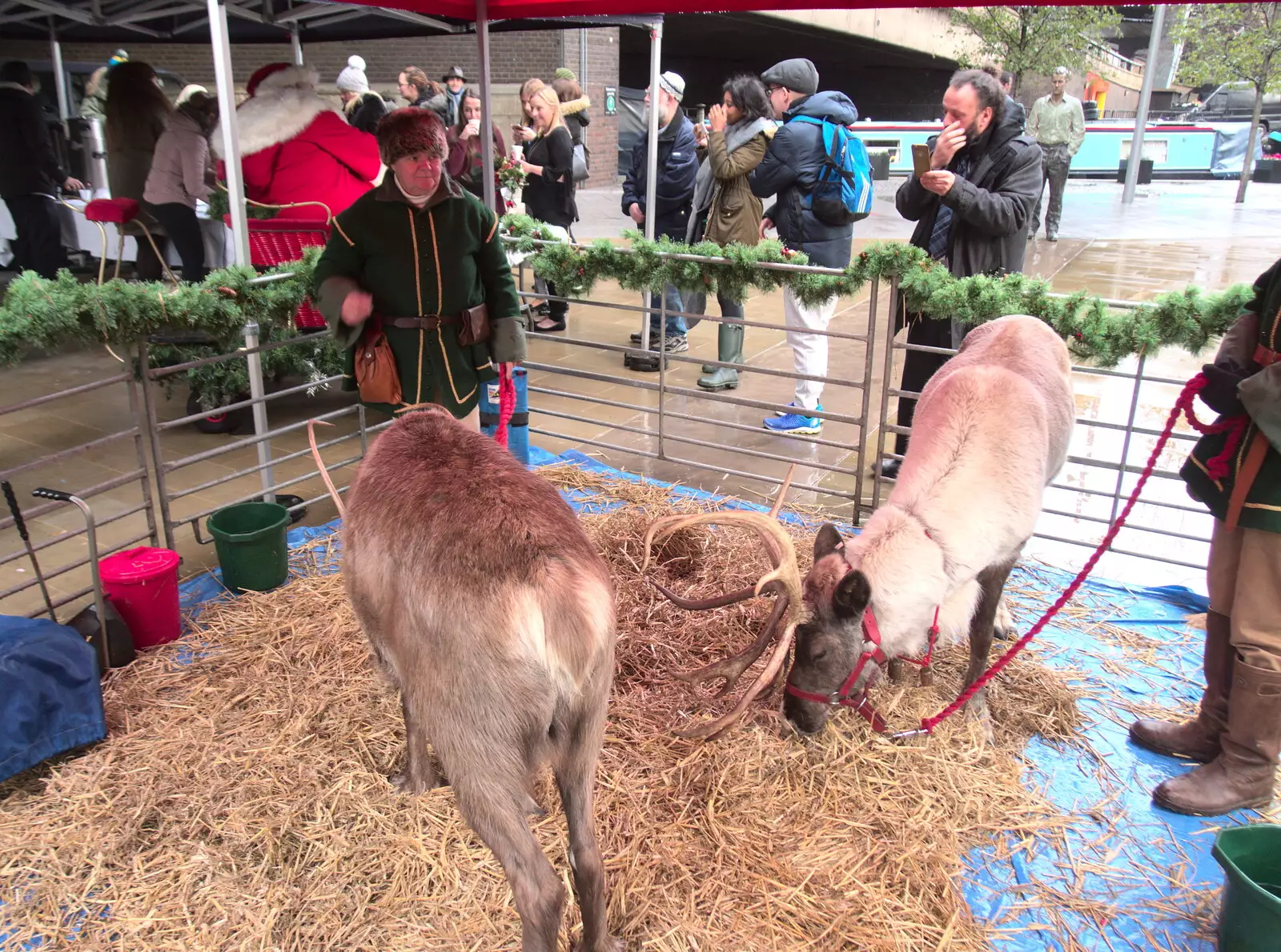 A pair of reindeer mill around, from Reindeer Two Ways, Paddington and Suffolk - 19th December 2017