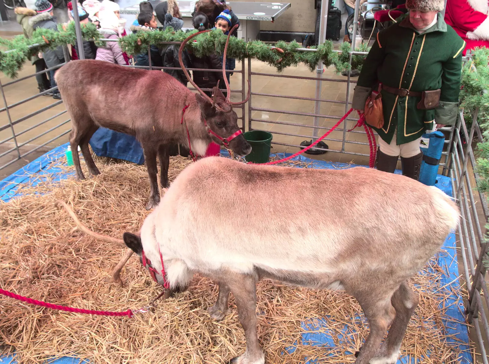 Reindeer under the Westway, from Reindeer Two Ways, Paddington and Suffolk - 19th December 2017