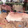 Reindeer under the Westway, Reindeer Two Ways, Paddington and Suffolk - 19th December 2017