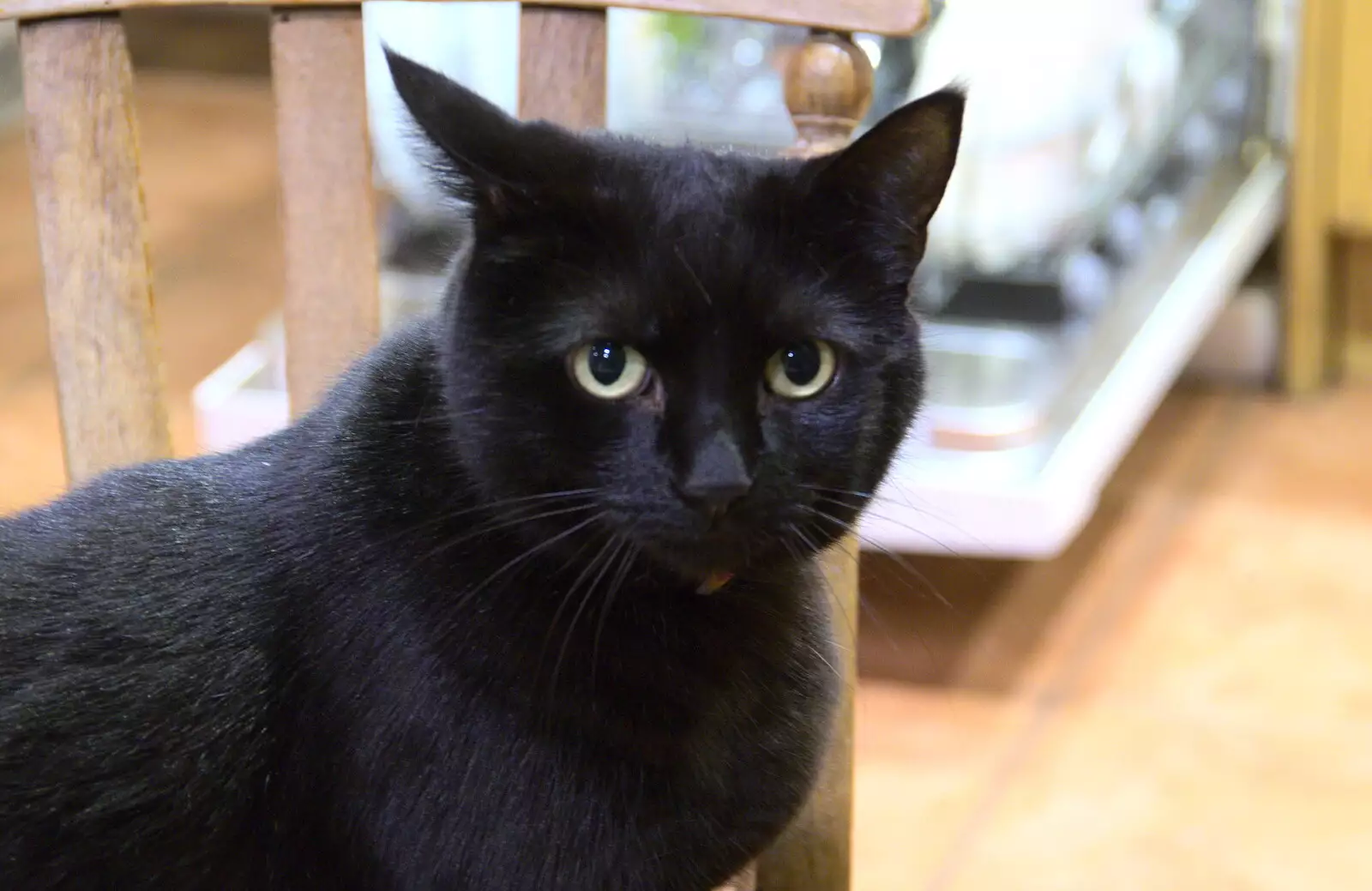 Millie Cat looks on, from A Spot of Christmas Shopping, Norwich and Diss, Norfolk - 23rd December 2017