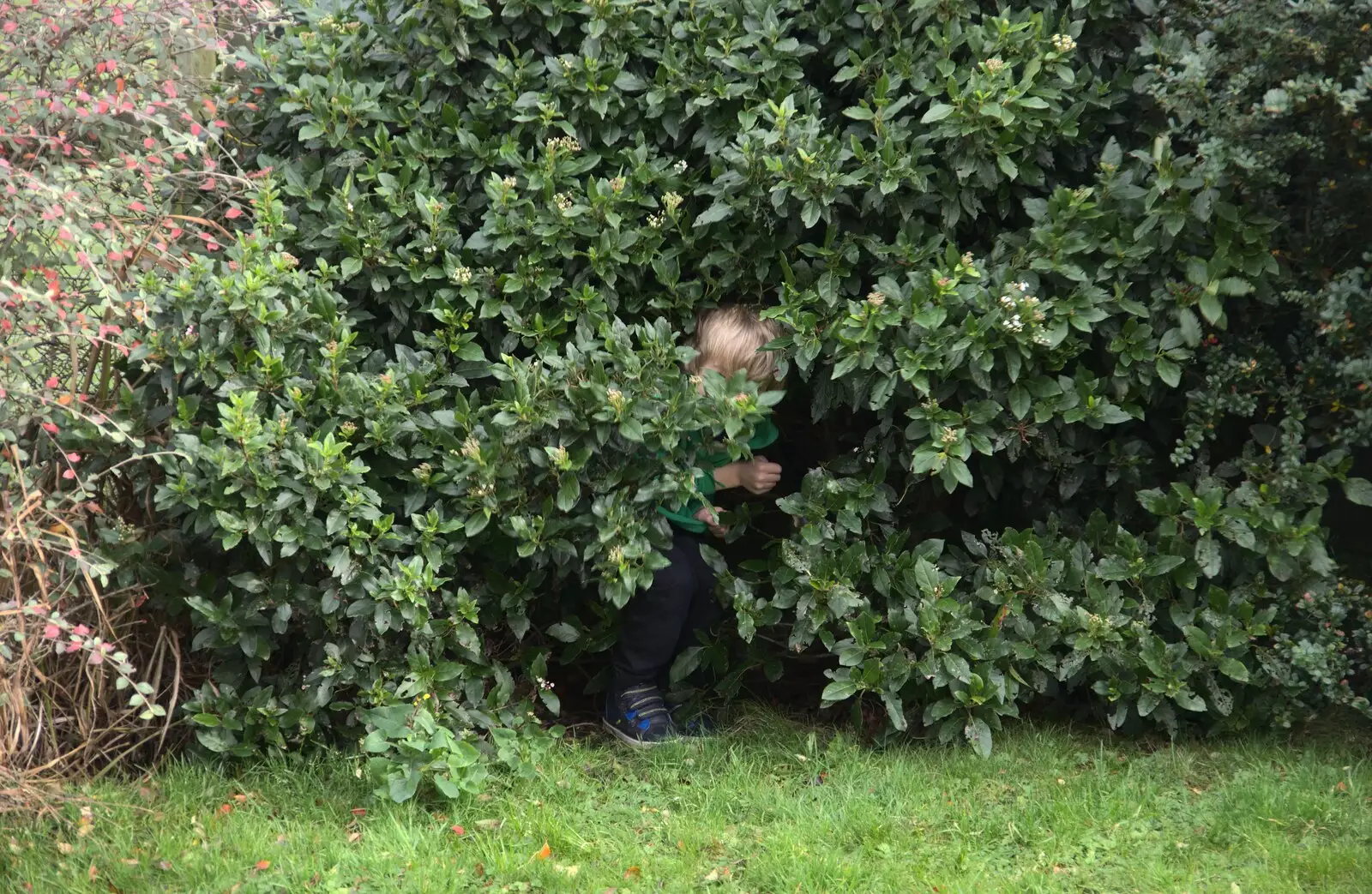 Harry's not brilliant at hiding, from An End-of-Year Trip to Spreyton, Devon - 29th December 2017