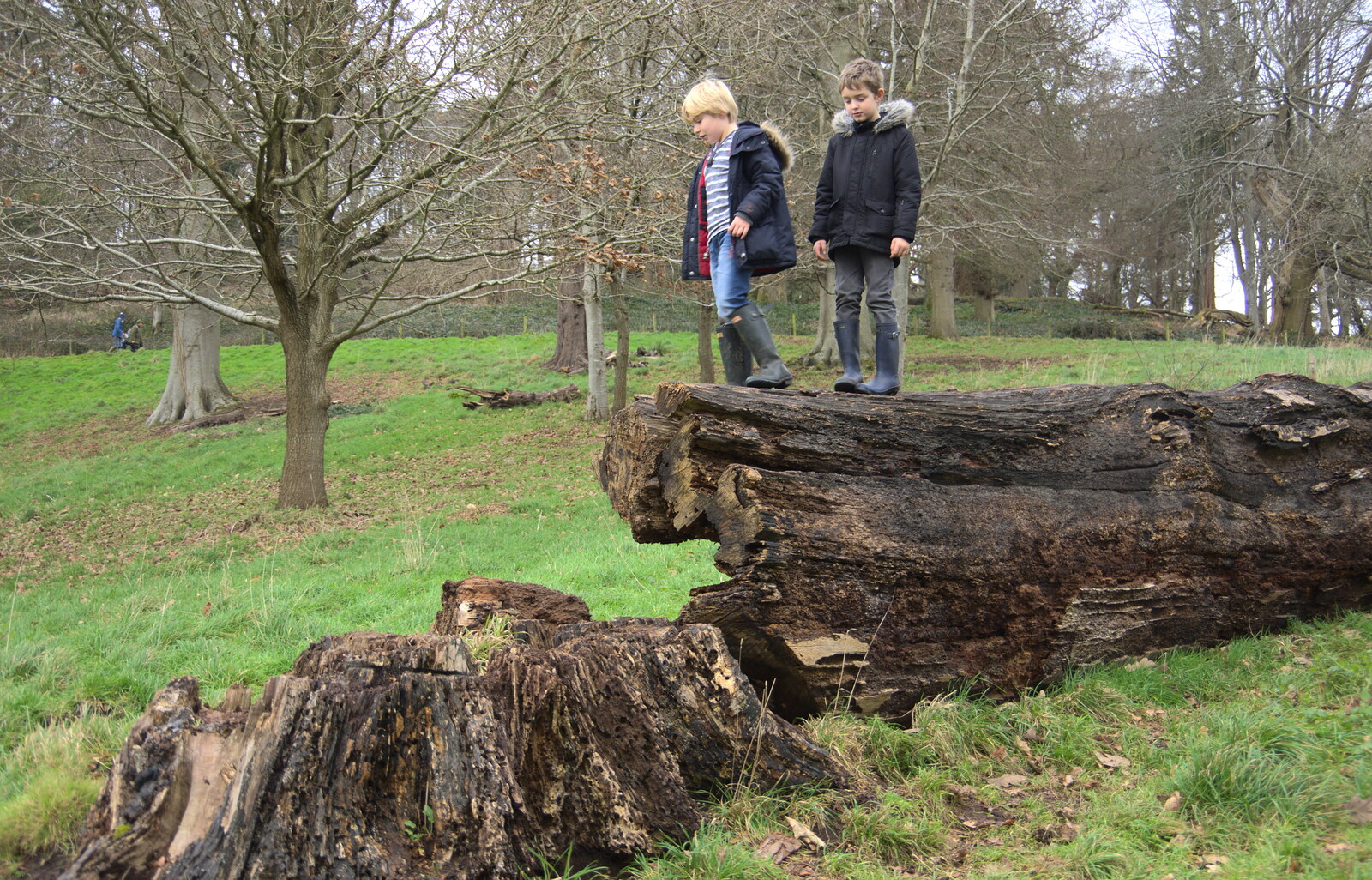 The boys are perched on a fallen tree from Killerton House, Broadclyst, Devon - 30th December 2017