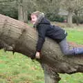 Fred does a spot of tree-hugging, Killerton House, Broadclyst, Devon - 30th December 2017