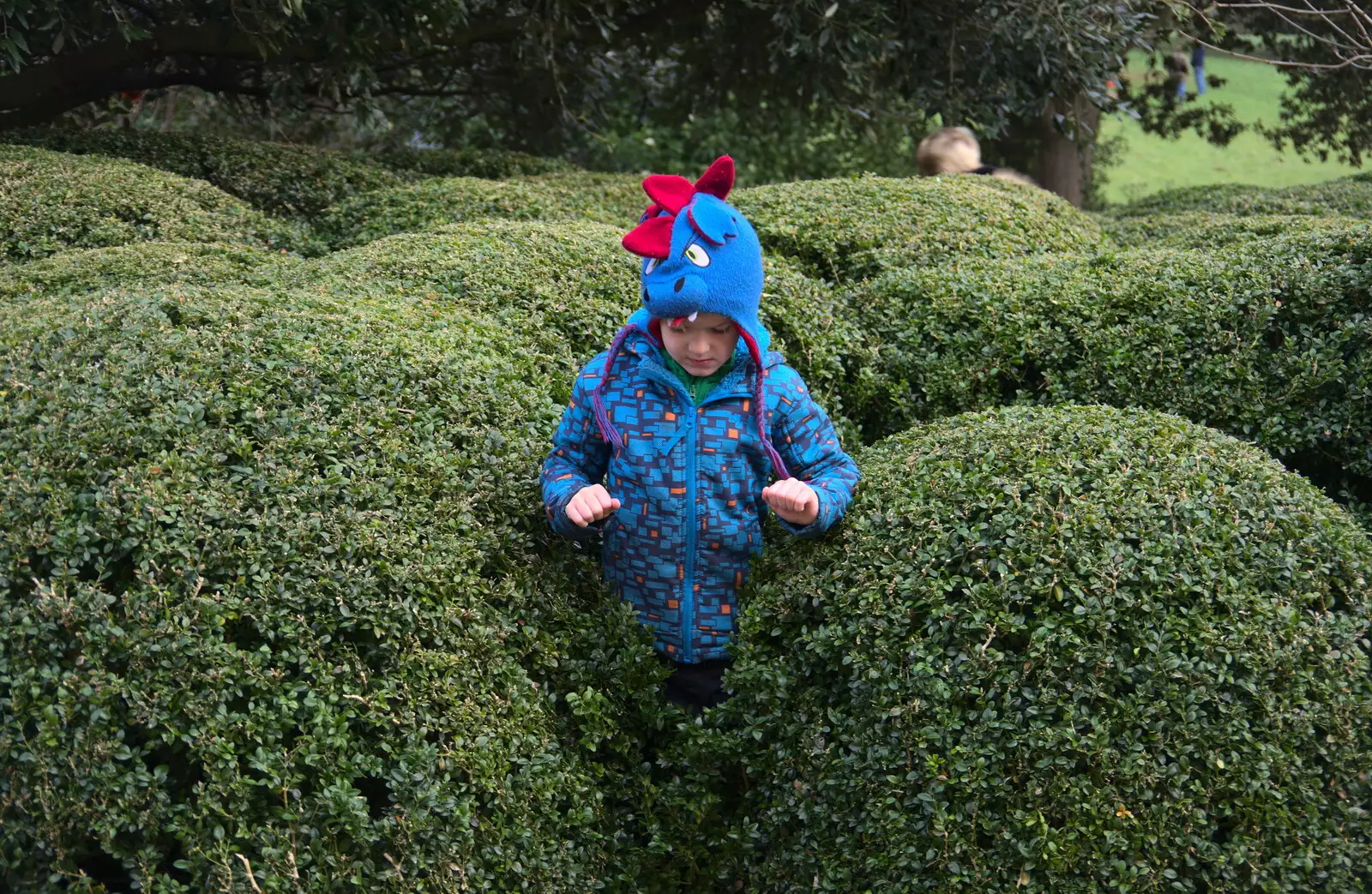 Harry appears from out of a hedge, from Killerton House, Broadclyst, Devon - 30th December 2017