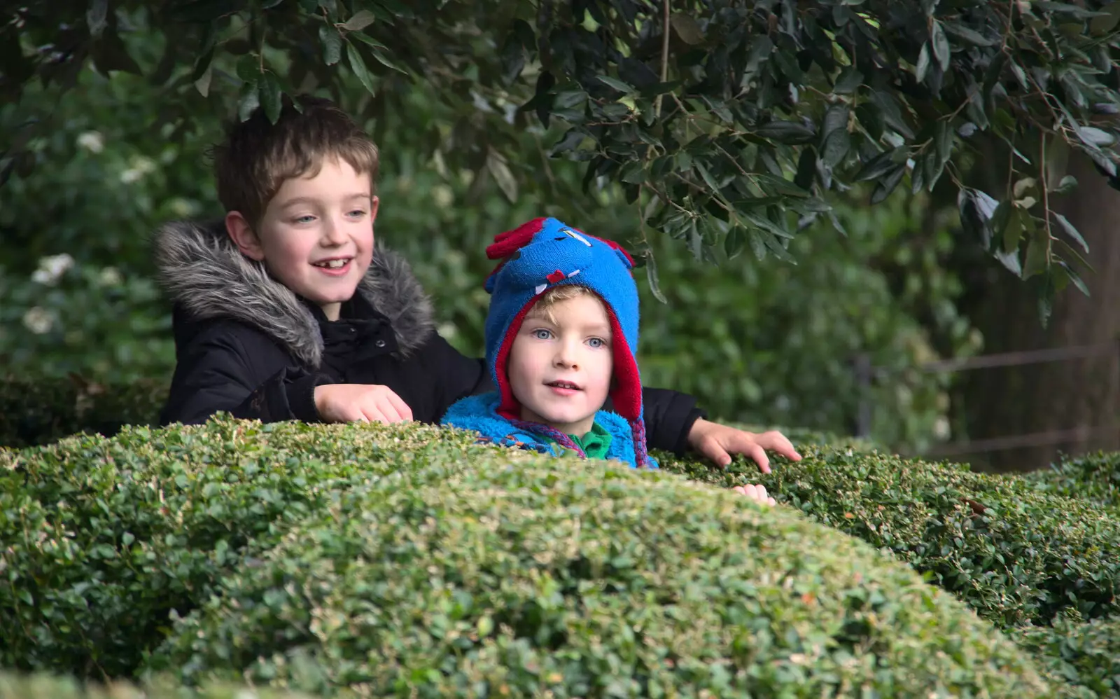 The boys find a nice maze to mess around in, from Killerton House, Broadclyst, Devon - 30th December 2017