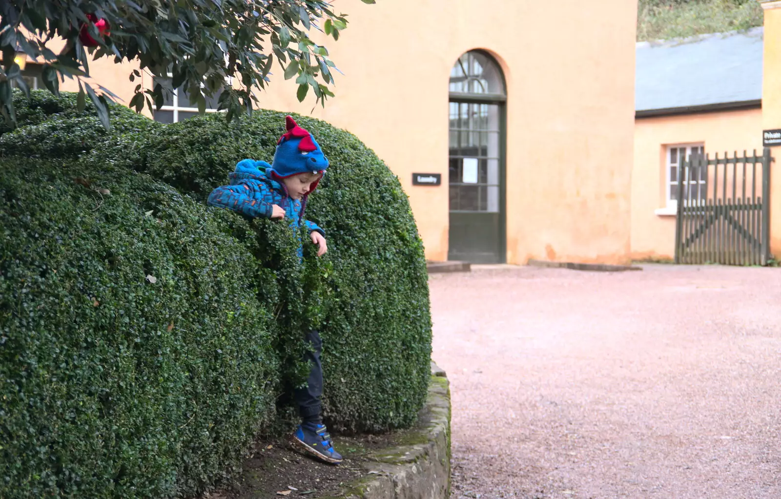 Harry de-materialises from the hedge, from Killerton House, Broadclyst, Devon - 30th December 2017