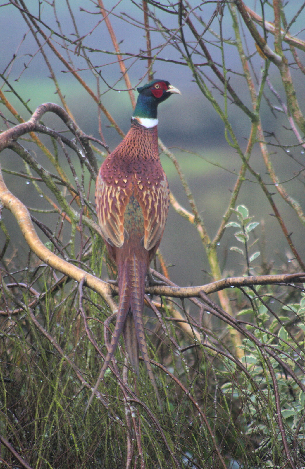There's a pheasant in Grandma J's tree from New Year's Eve in Spreyton, Devon - 31st December 2017