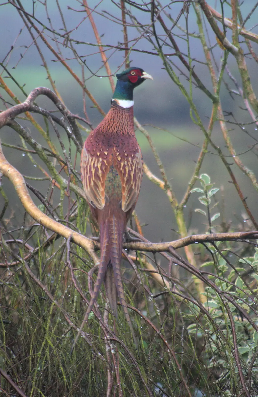 There's a pheasant in Grandma J's tree, from New Year's Eve in Spreyton, Devon - 31st December 2017