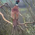 There's a pheasant in Grandma J's tree, New Year's Eve in Spreyton, Devon - 31st December 2017