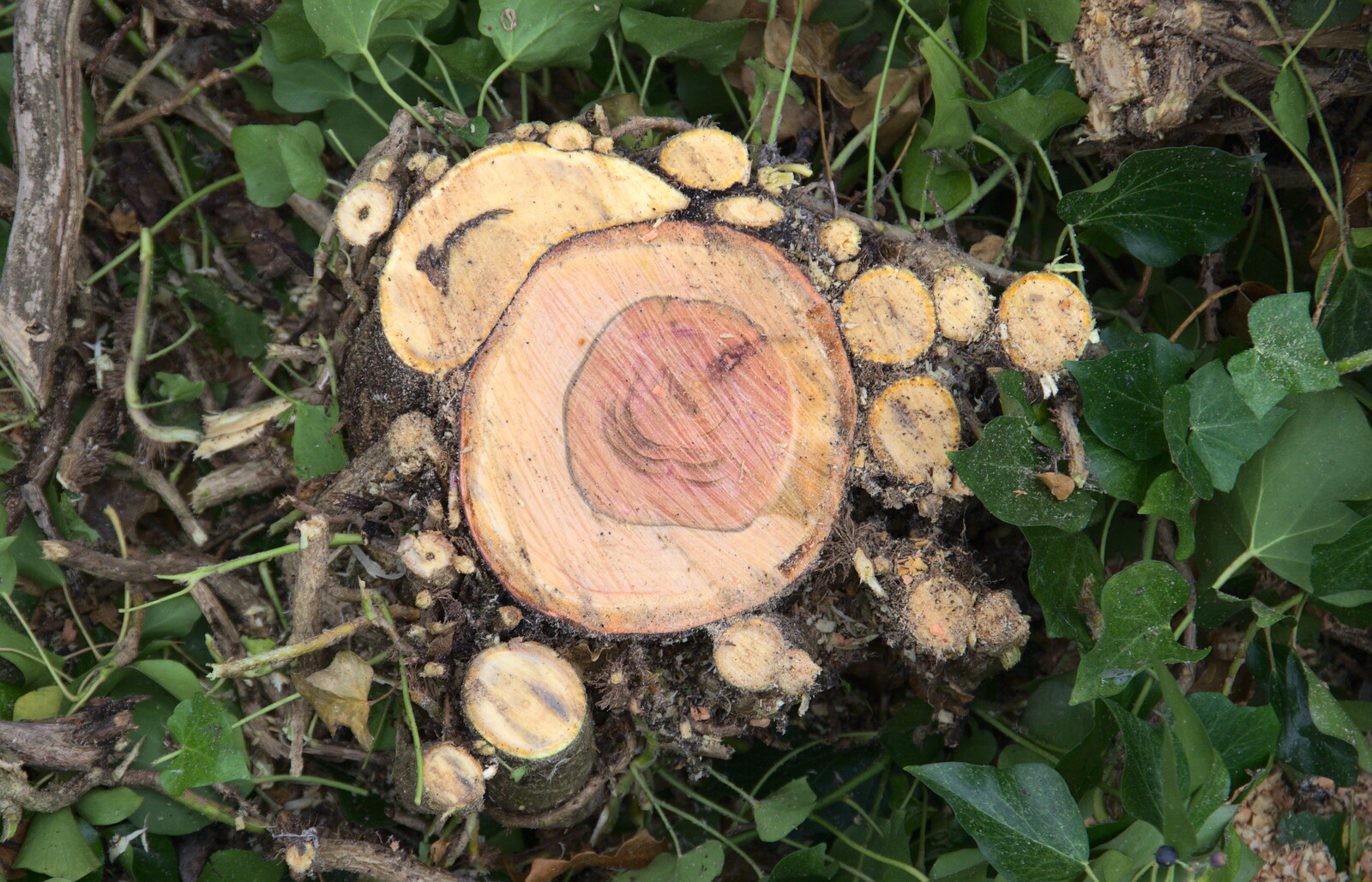 Tehre's a nice pattern in the sawn tree from New Year's Eve in Spreyton, Devon - 31st December 2017