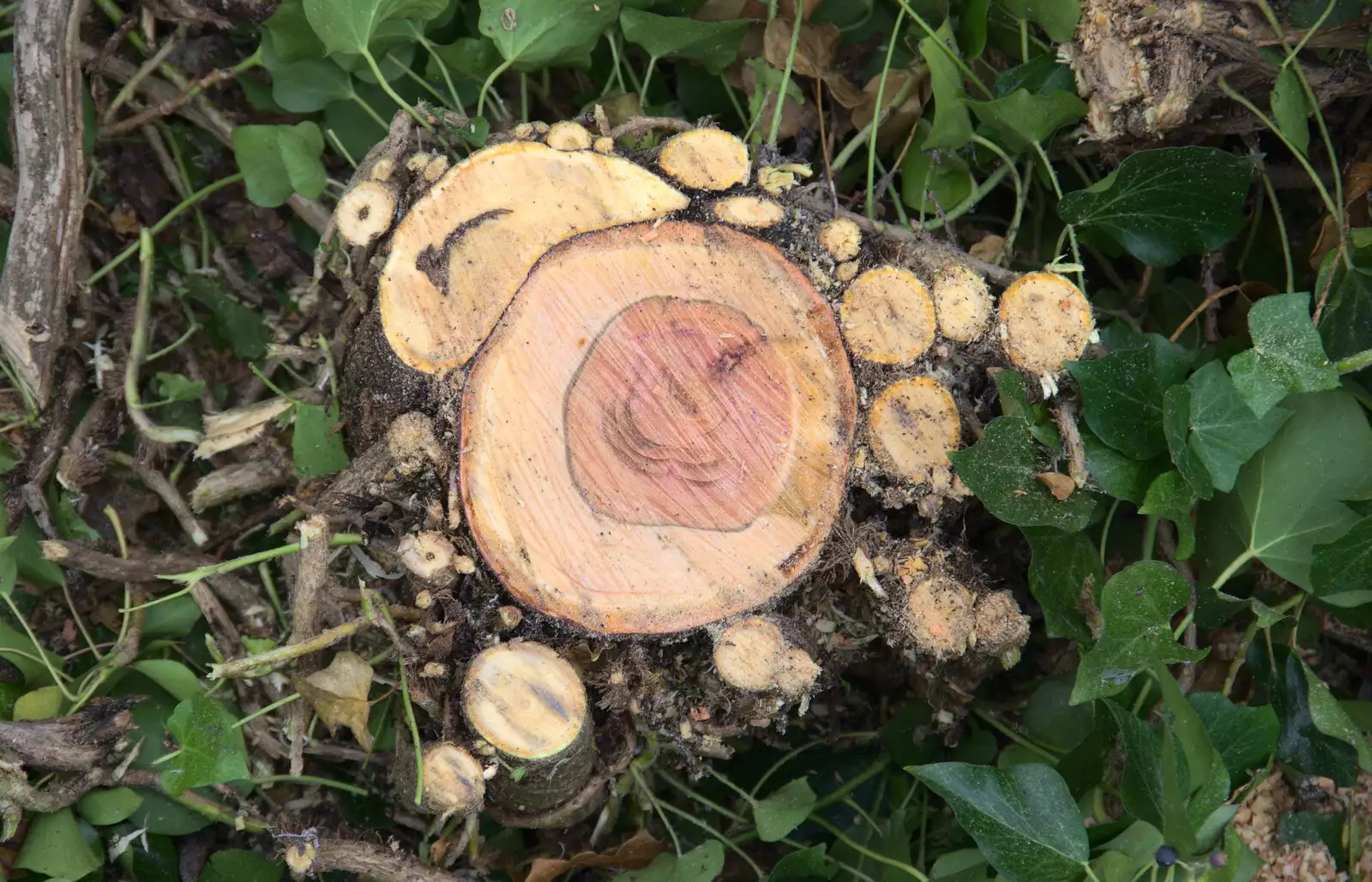 Tehre's a nice pattern in the sawn tree, from New Year's Eve in Spreyton, Devon - 31st December 2017