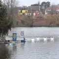 The geese roam around the Mere, January Misc: Haircut 100, Diss, Norfolk - 14th January 2018