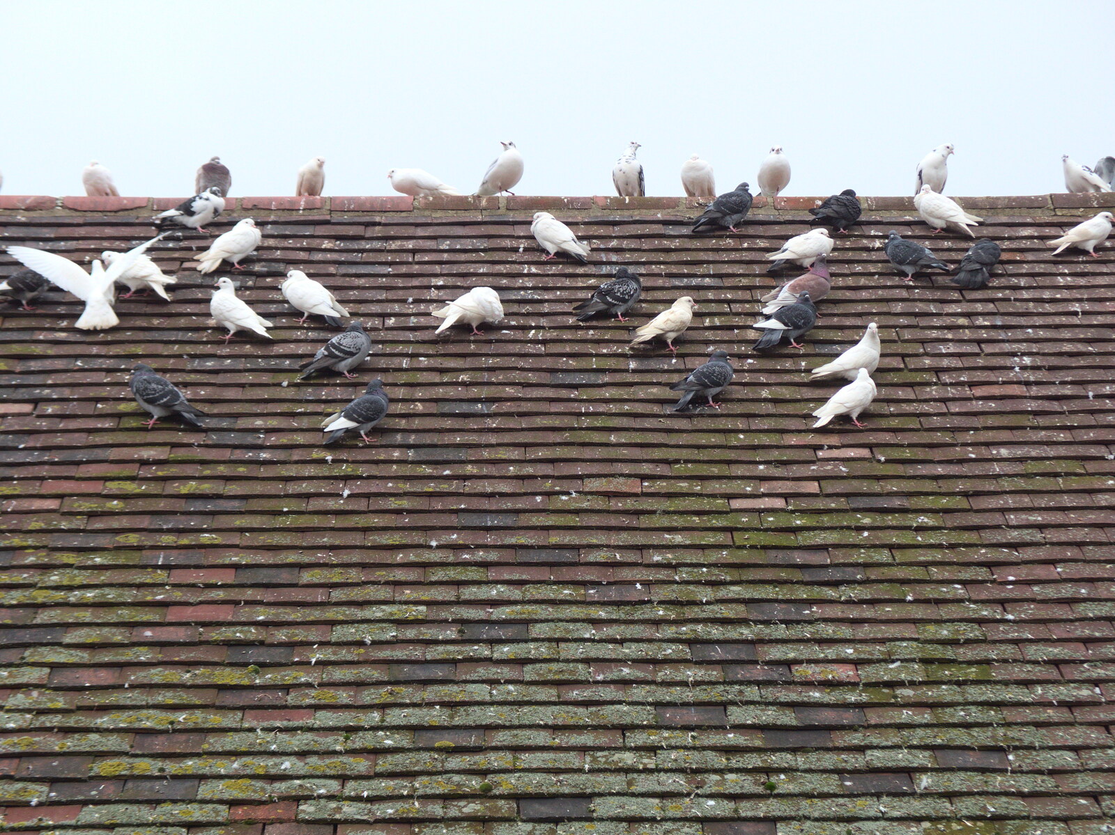 A million pigeons on the roof from January Misc: Haircut 100, Diss, Norfolk - 14th January 2018