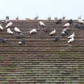 A million pigeons on the roof, January Misc: Haircut 100, Diss, Norfolk - 14th January 2018