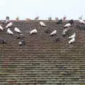 A million pigeons on the roof, January Misc: Haircut 100, Diss, Norfolk - 14th January 2018