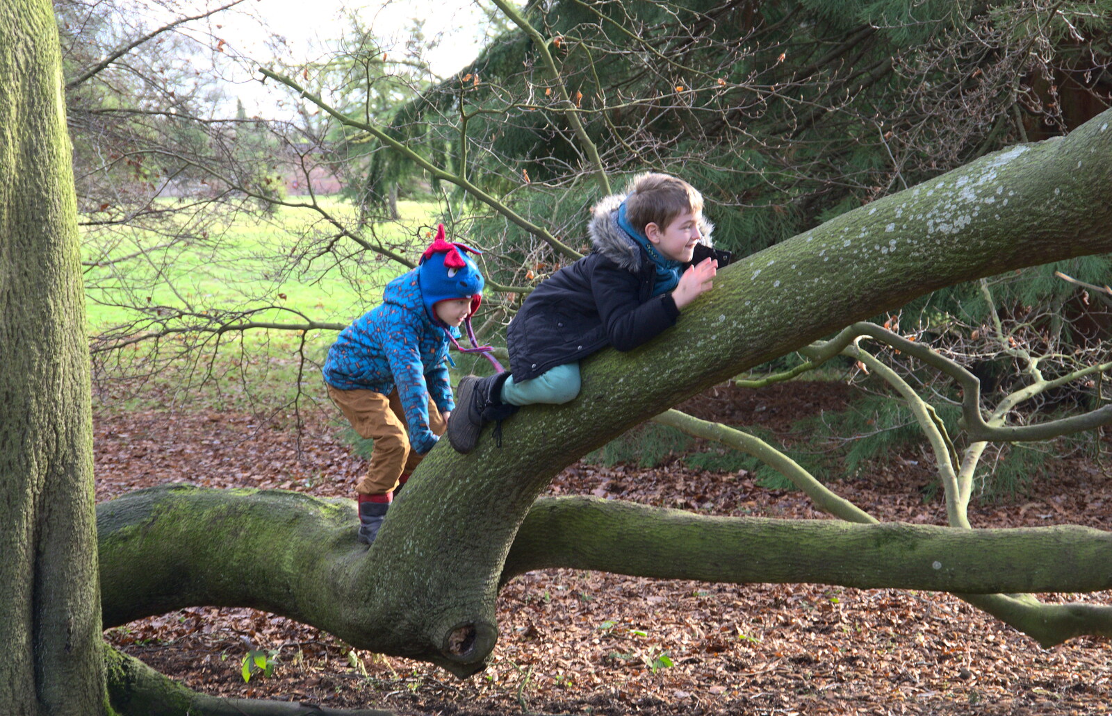 The boys find a climbey tree from Life Below Stairs, Ickworth House, Horringer, Suffolk - 28th January 2018