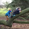 The boys find a climbey tree, Life Below Stairs, Ickworth House, Horringer, Suffolk - 28th January 2018