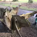 Fred and an up-turned tree stump, Life Below Stairs, Ickworth House, Horringer, Suffolk - 28th January 2018