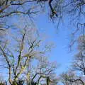 Winter trees, Life Below Stairs, Ickworth House, Horringer, Suffolk - 28th January 2018