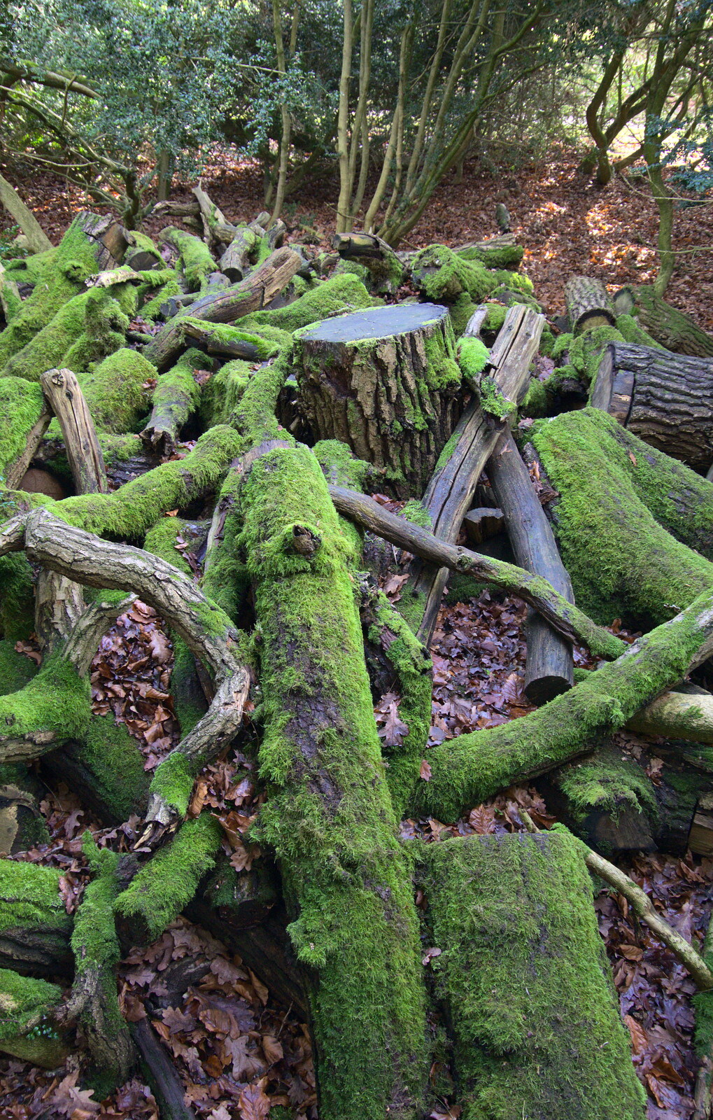 Mossy logs from Life Below Stairs, Ickworth House, Horringer, Suffolk - 28th January 2018