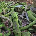 Mossy logs, Life Below Stairs, Ickworth House, Horringer, Suffolk - 28th January 2018