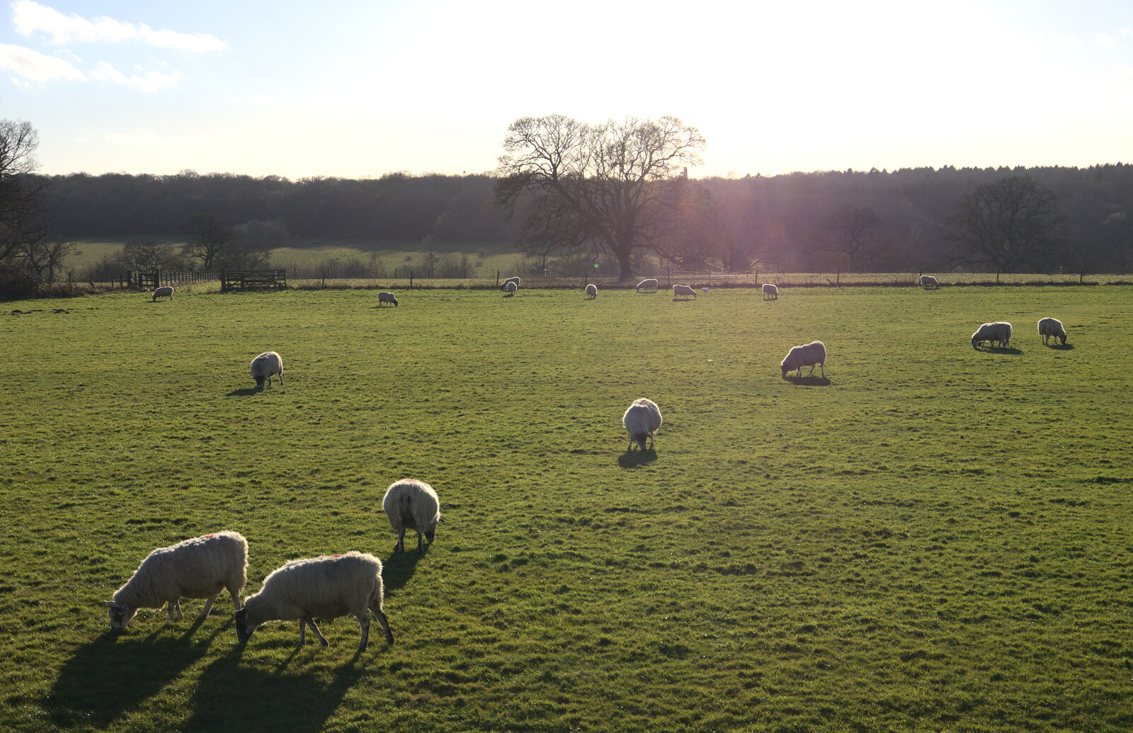 Sheep on the meadow from Life Below Stairs, Ickworth House, Horringer, Suffolk - 28th January 2018