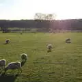 Sheep on the meadow, Life Below Stairs, Ickworth House, Horringer, Suffolk - 28th January 2018