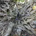 A tree stump in the stumpery, Life Below Stairs, Ickworth House, Horringer, Suffolk - 28th January 2018