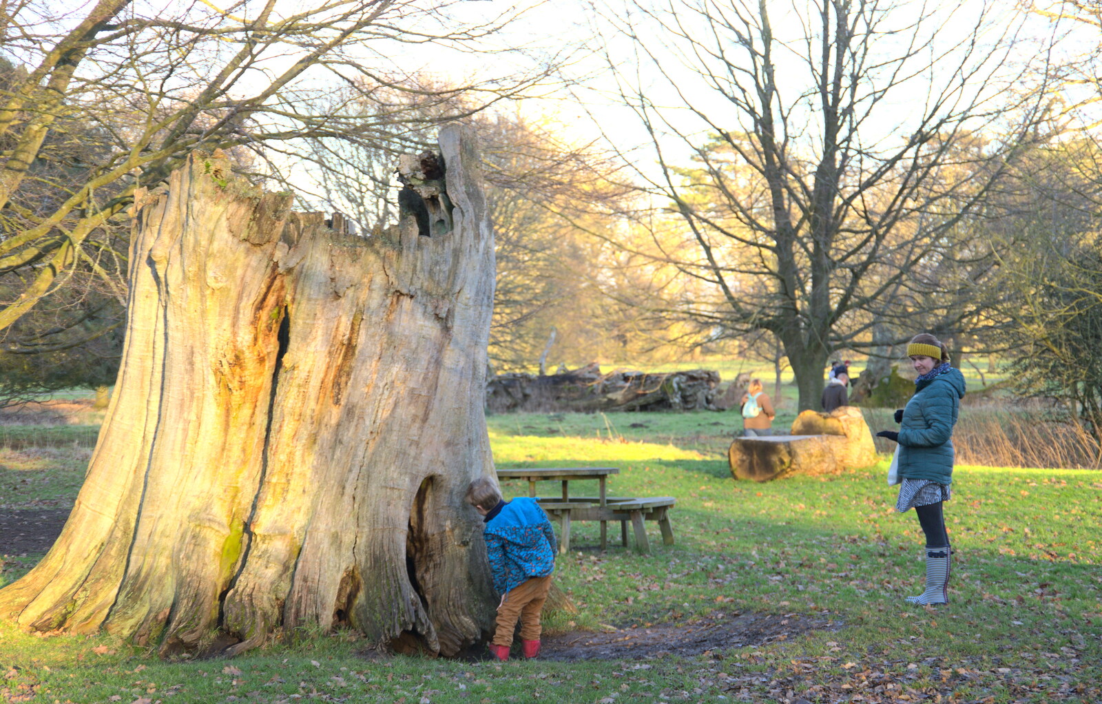 Harry checks a tree-stump out from Life Below Stairs, Ickworth House, Horringer, Suffolk - 28th January 2018