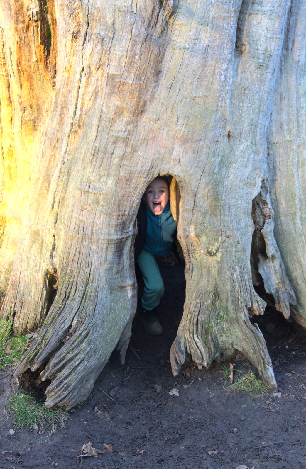 Fred hides in a tree stump from Life Below Stairs, Ickworth House, Horringer, Suffolk - 28th January 2018