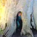 Fred hides in a tree stump, Life Below Stairs, Ickworth House, Horringer, Suffolk - 28th January 2018