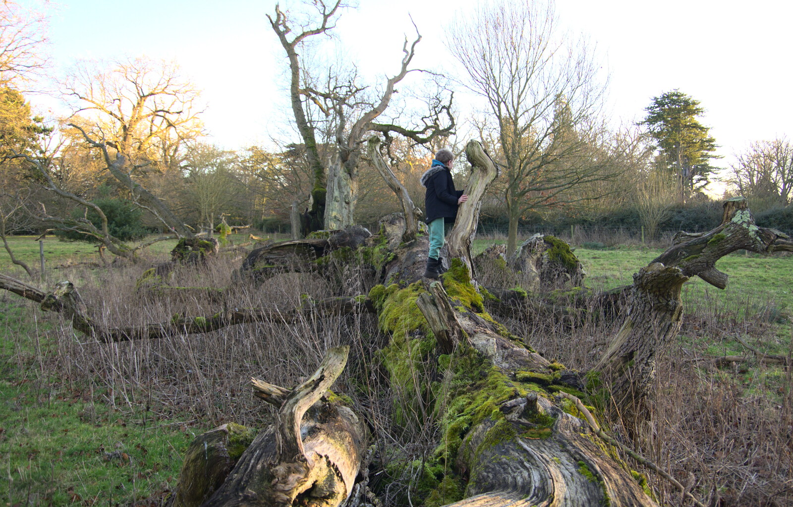 Fred explores a fallen tree from Life Below Stairs, Ickworth House, Horringer, Suffolk - 28th January 2018