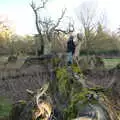 Fred explores a fallen tree, Life Below Stairs, Ickworth House, Horringer, Suffolk - 28th January 2018