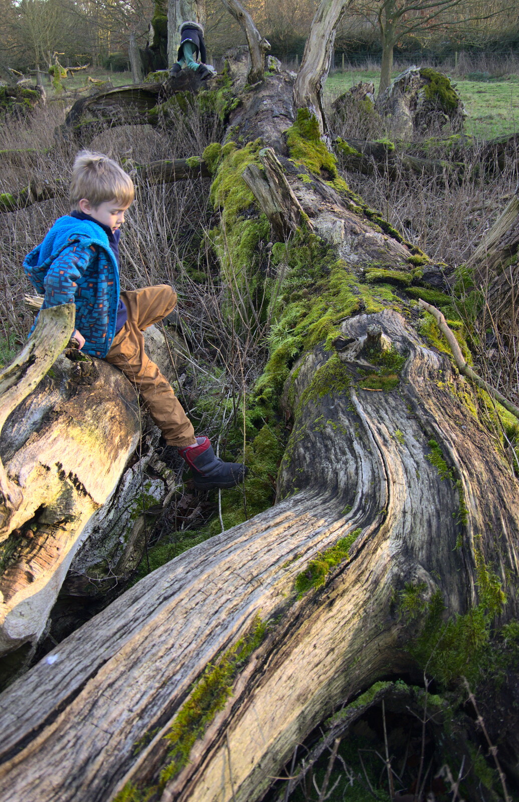 Harry and Fred on a massive fallen-down tree stump from Life Below Stairs, Ickworth House, Horringer, Suffolk - 28th January 2018