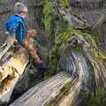 Harry and Fred on a massive fallen-down tree stump, Life Below Stairs, Ickworth House, Horringer, Suffolk - 28th January 2018