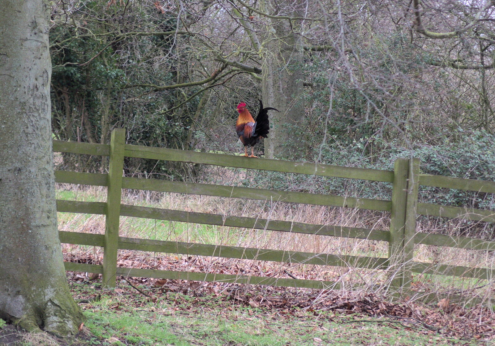 There's a cockerel perched on a fence from Paddington Fire Alarms and Mere Moments Café, Diss, Norfolk - 2nd February 2018