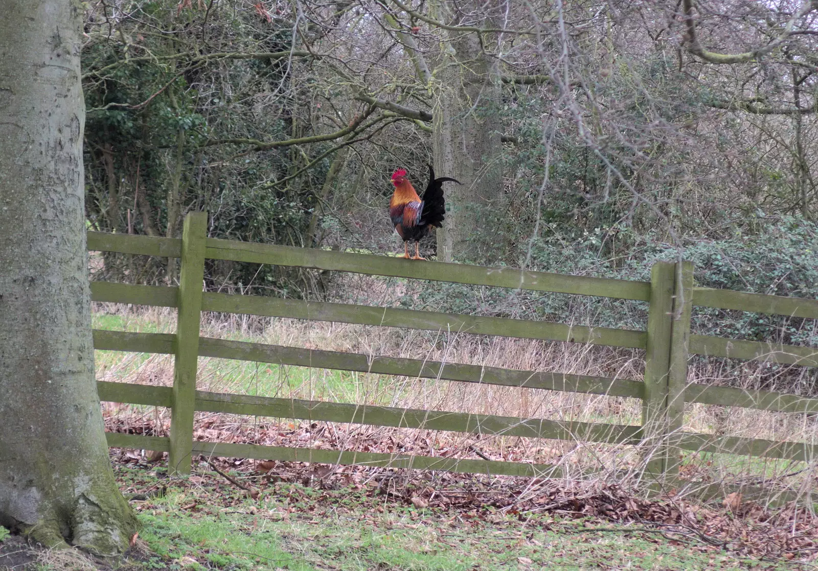 There's a cockerel perched on a fence, from Paddington Fire Alarms and Mere Moments Café, Diss, Norfolk - 2nd February 2018