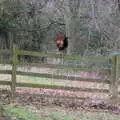 There's a cockerel perched on a fence, Paddington Fire Alarms and Mere Moments Café, Diss, Norfolk - 2nd February 2018