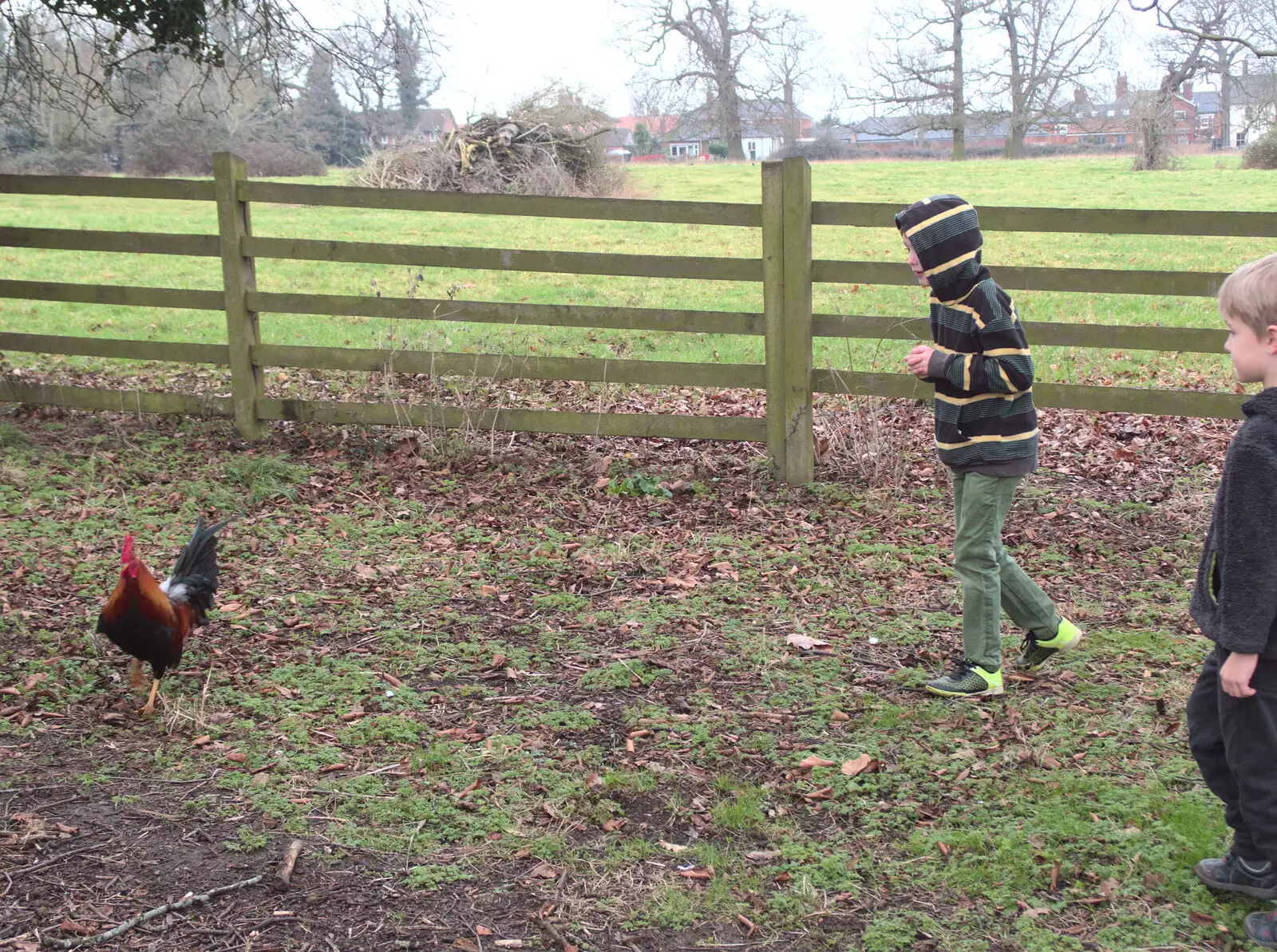 The boys stalk the cockerel around the car park, from Paddington Fire Alarms and Mere Moments Café, Diss, Norfolk - 2nd February 2018