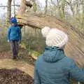 Isobel strokes a tree, A Return to Thornham Walks, Suffolk - 4th February 2018