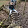 Fred rides the dragon, A Return to Thornham Walks, Suffolk - 4th February 2018