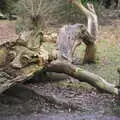 a fallen tree has been carved into an old man, A Return to Thornham Walks, Suffolk - 4th February 2018