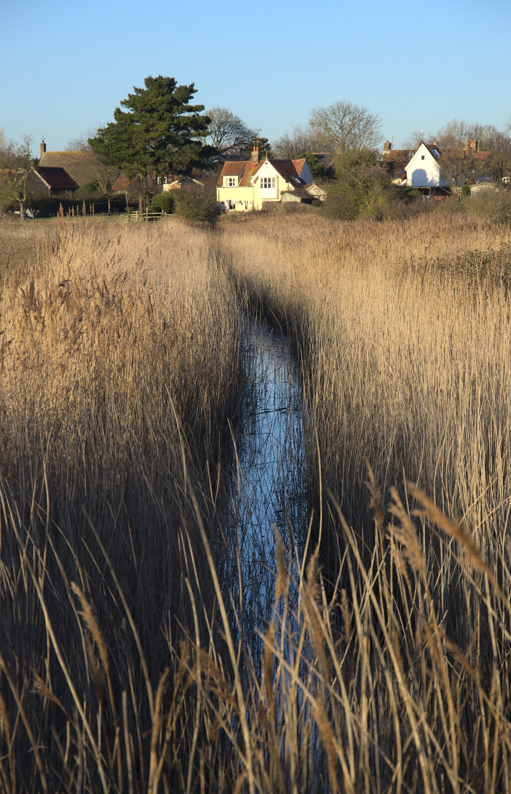 In the marsh reeds from An Orford Day Out, Orford, Suffolk - 17th February 2018