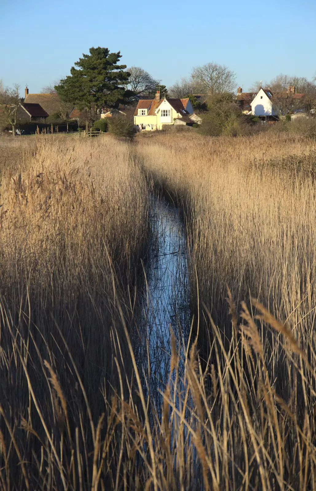 In the marsh reeds, from An Orford Day Out, Orford, Suffolk - 17th February 2018