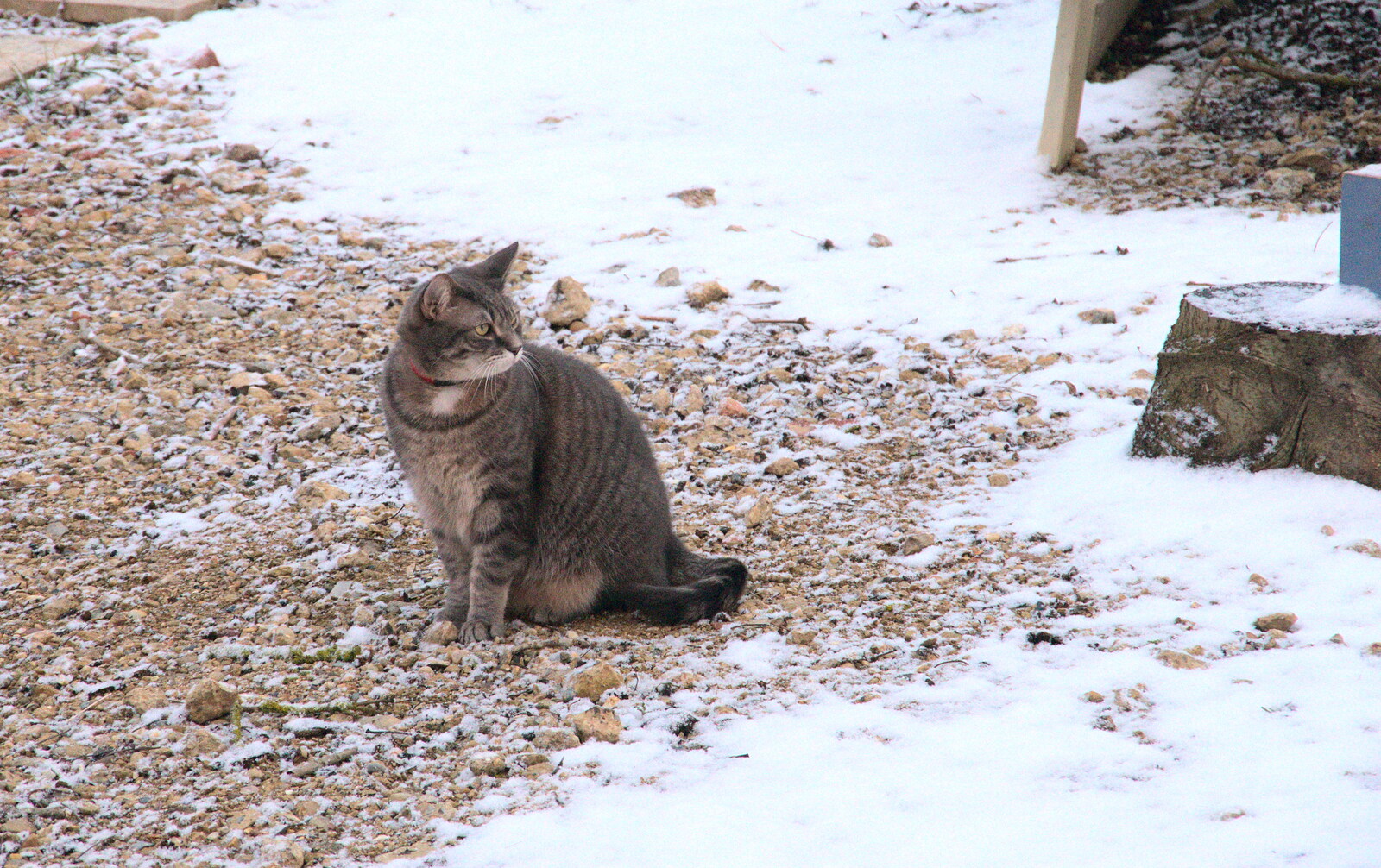 Boris - stripey cat - looks unimpressed from Snowmageddon: The Beast From the East, Suffolk and London - 27th February 2018