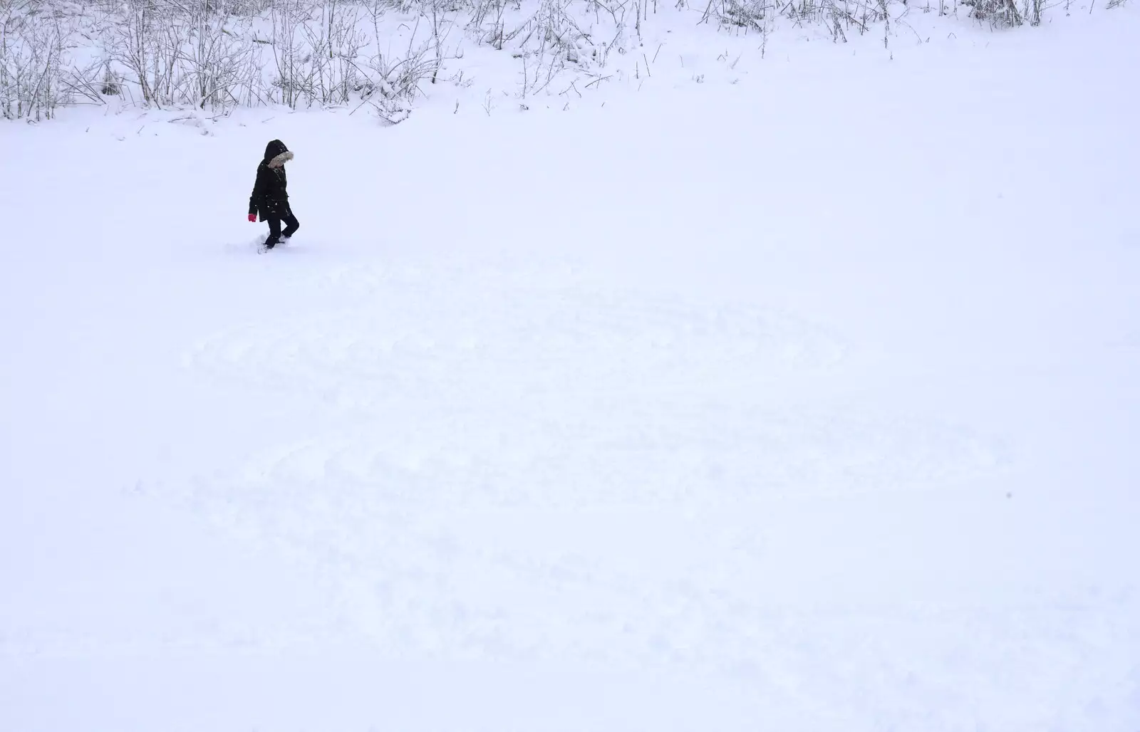 Fred in the snow, from The Beast From the East: Snow Days, Brome, Suffolk - 28th February 2018